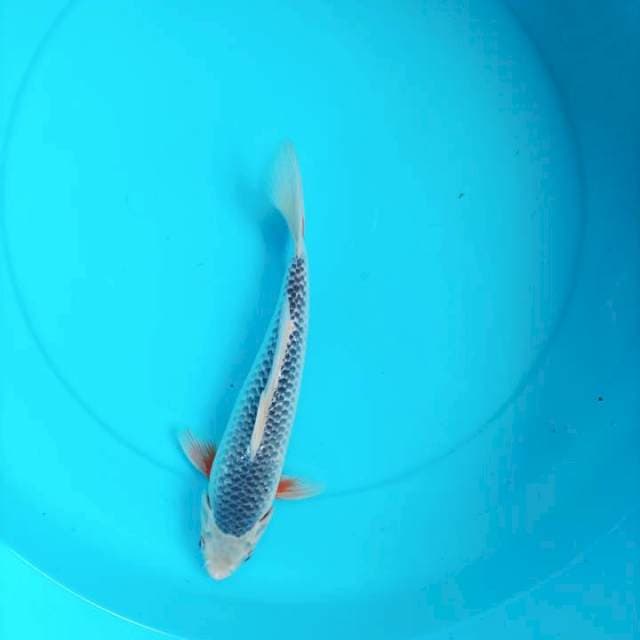 Asagi 32cm