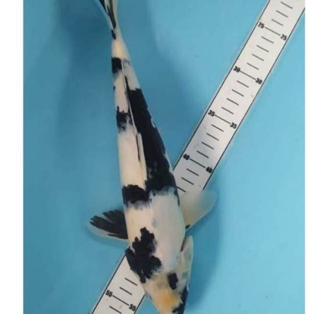 Shiro 34cm