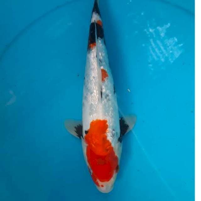 Showa gindrin 31cm