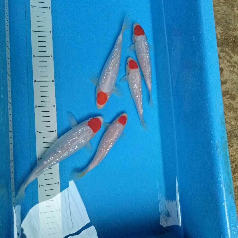 ALl Ginrin 5 ekor 17-22 cm