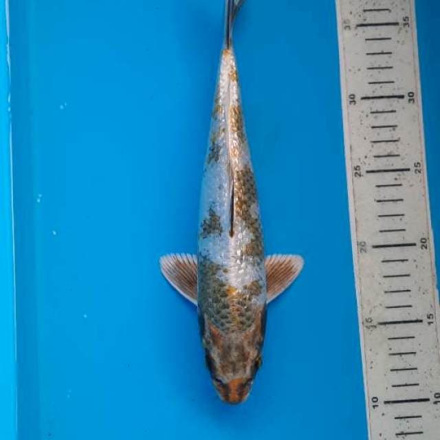 Kin showa 28cm