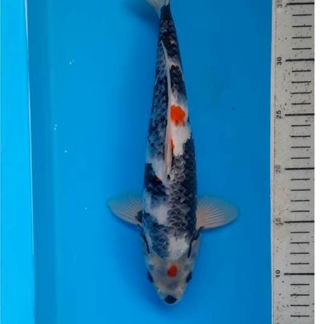 Showa 32cm