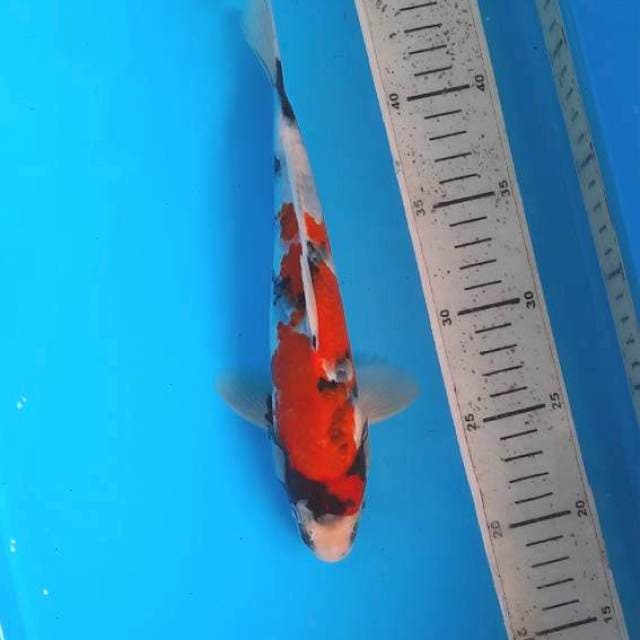 Showa 25cm