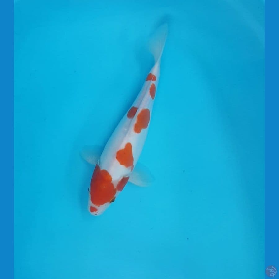 bigbone kohaku doit