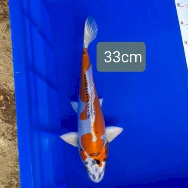Kikokuryu 33cm