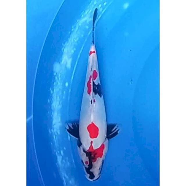 Kindai Showa Doitsu 31cm (F)
