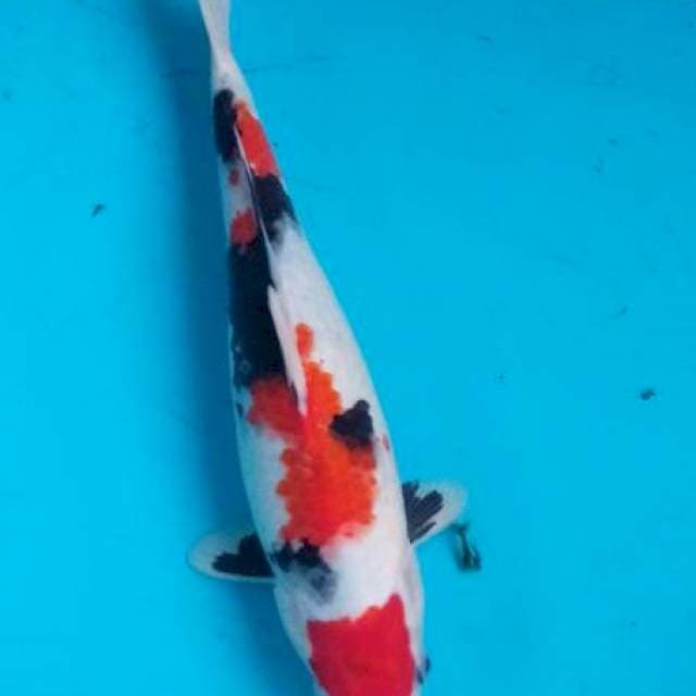 Dhowa