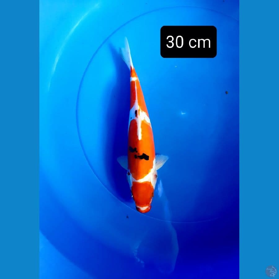 Doitsu sanke bulky 30 cm