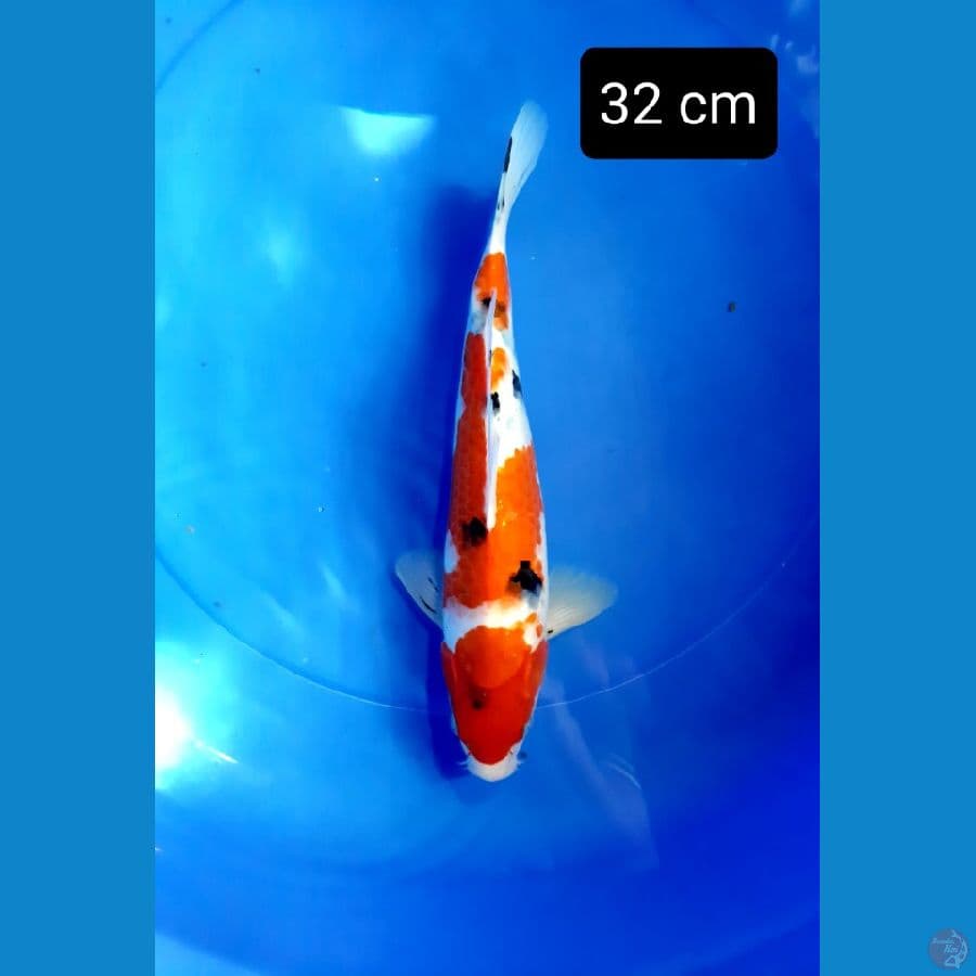 sanke jumbo 32 cm