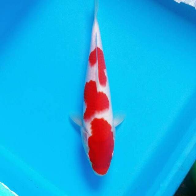 TOSAI - KOHAKU BENI STRONG
