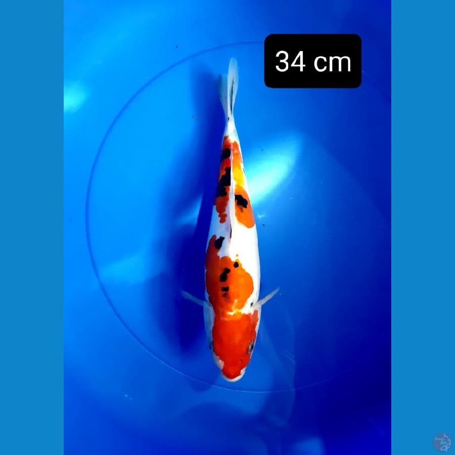 Doitsu sanke jumbo 34 cm
