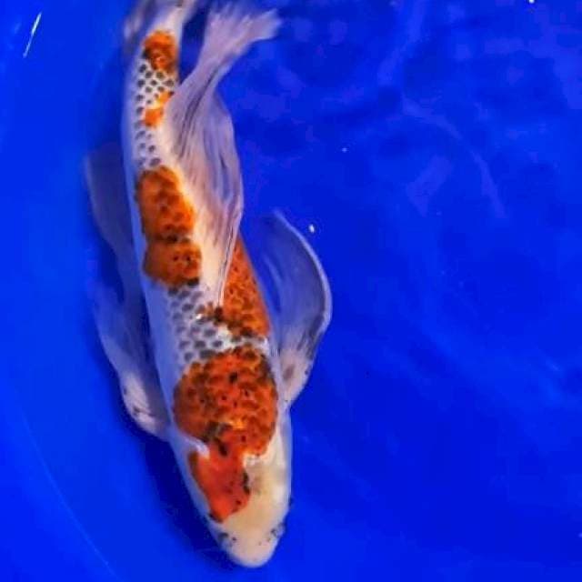 Kumpay Goshiki Jumbo 56 cm