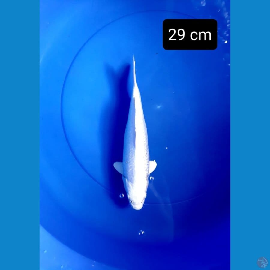 platinum bulky ginrin 29 cm