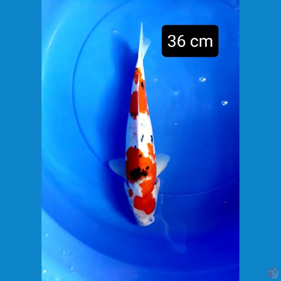 sanke jumbo 36 cm