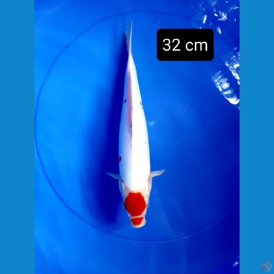 Tancho sanke 32 cm