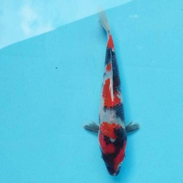 Sansoku ori