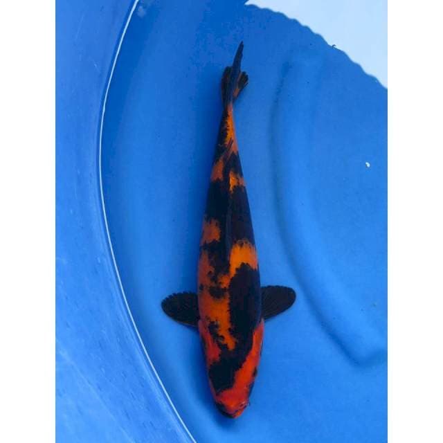 Hi Utsuri SQ , 36cm , Tembus