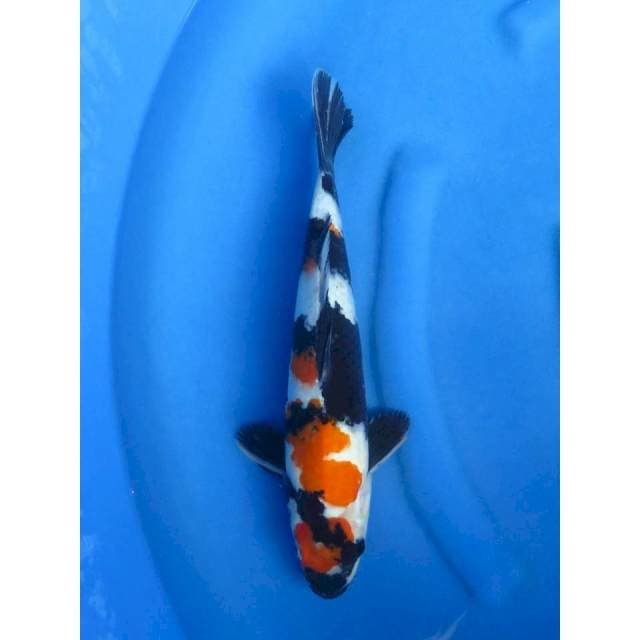 Jumbo Showa , 36cm , Patern Original