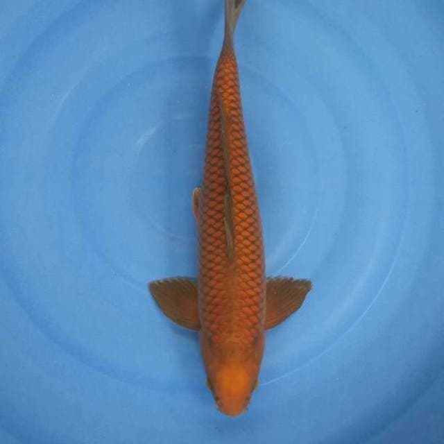 Tembaga 47 cm