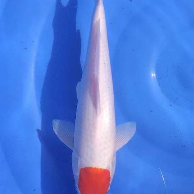 Tacho kohaku 35 cm