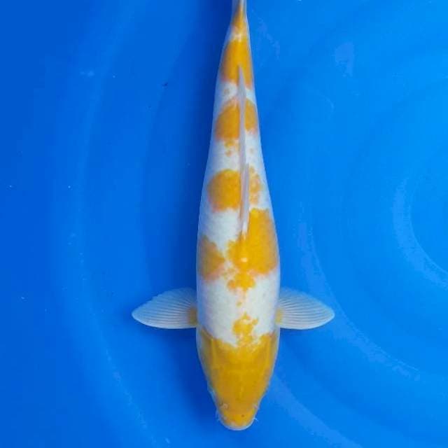 Koyo 47 cm