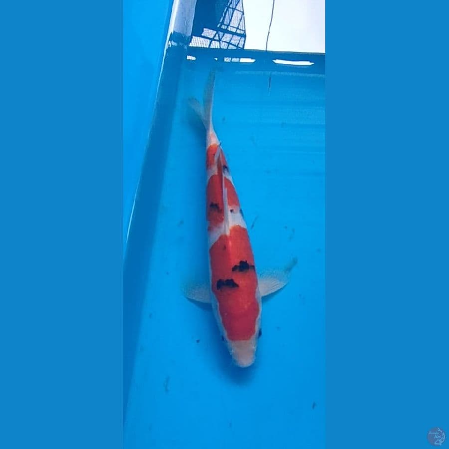 Sanke 26cm