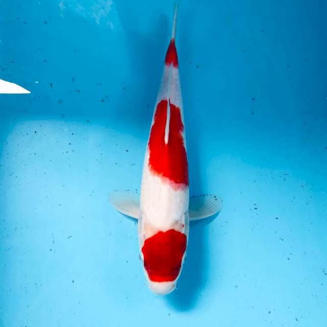 Kohaku, 27 cm