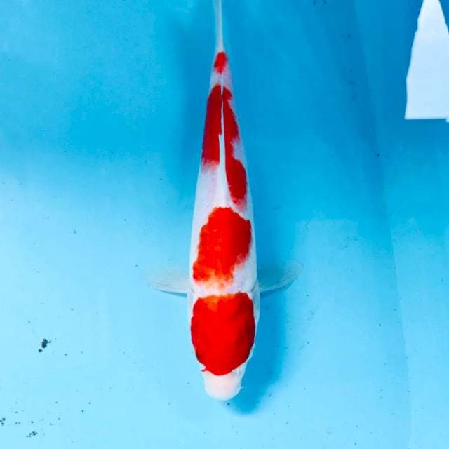 Kohaku, 25 cm
