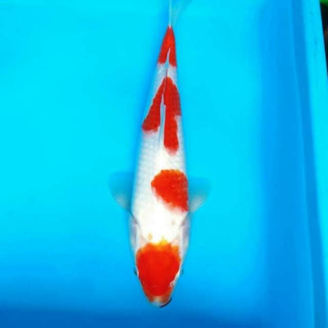 MARUTEN KOHAKU