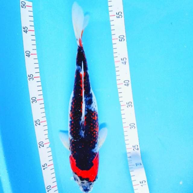 GOSIKI KURO FEMALE 41CM