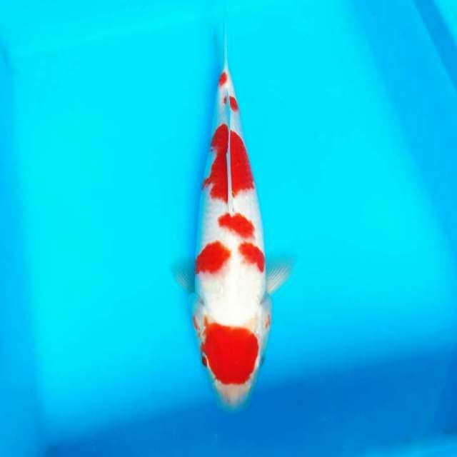 SAKURA - MARUTEN KOHAKU