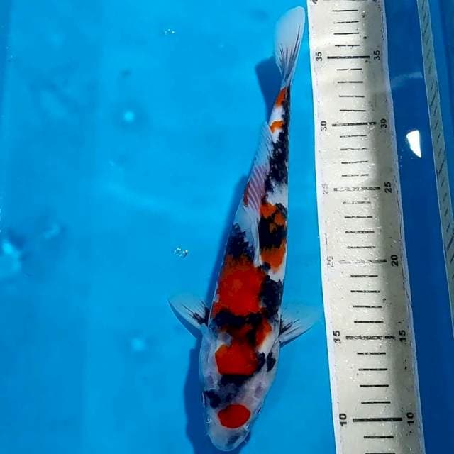 KINDAI SHOWA MOTOGORO 28 CM