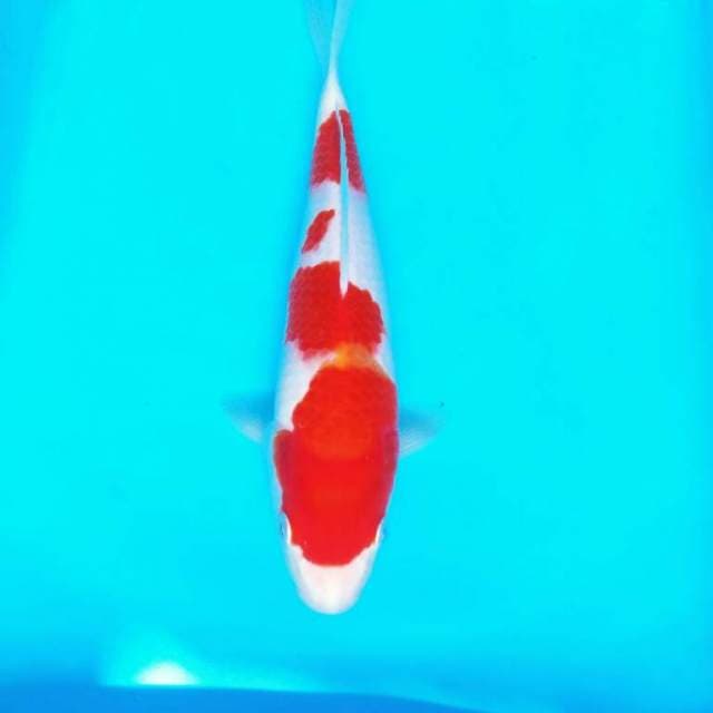 25 cm - KOHAKU BENI HALUS