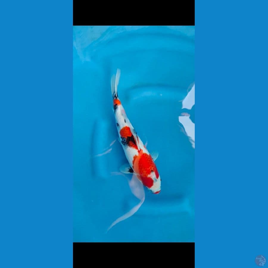 showa betina NM22