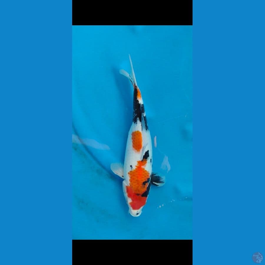 showa betina NM23
