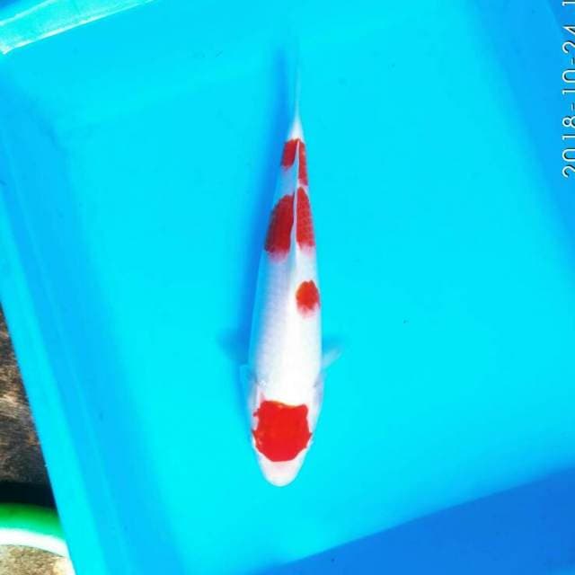 MARUTEN KOHAKU