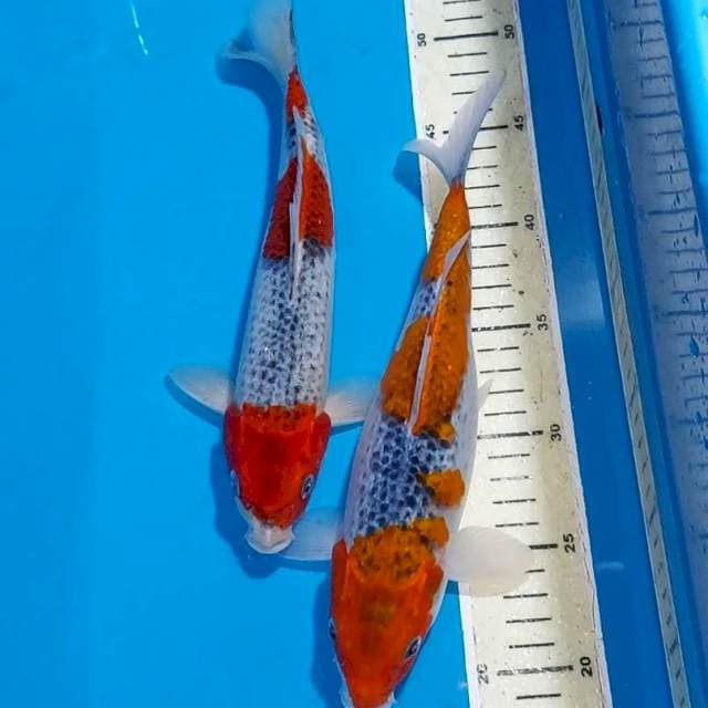 GOSHIKI 26-27 CM