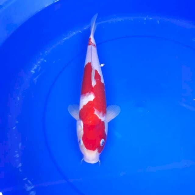 Kohaku male 36 cm