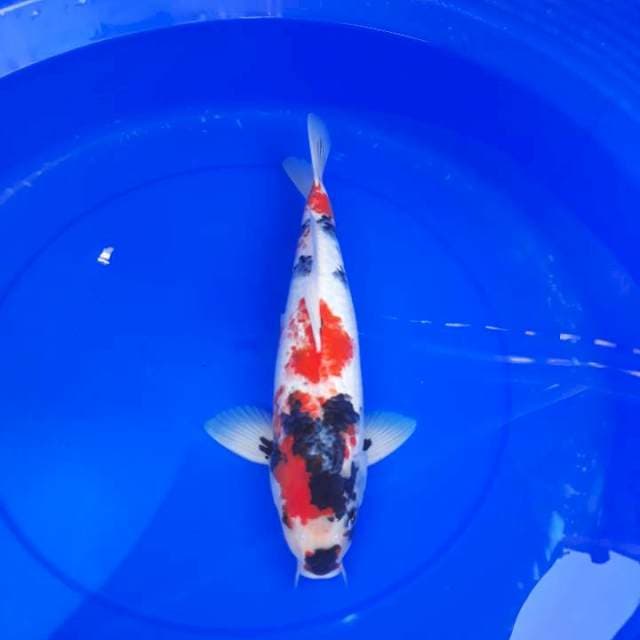 Showa male, 38 cm
