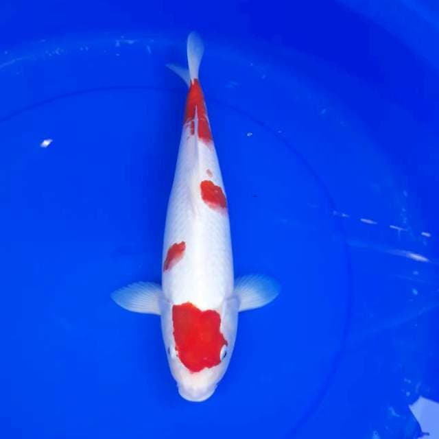 Kohaku Male 36 cm