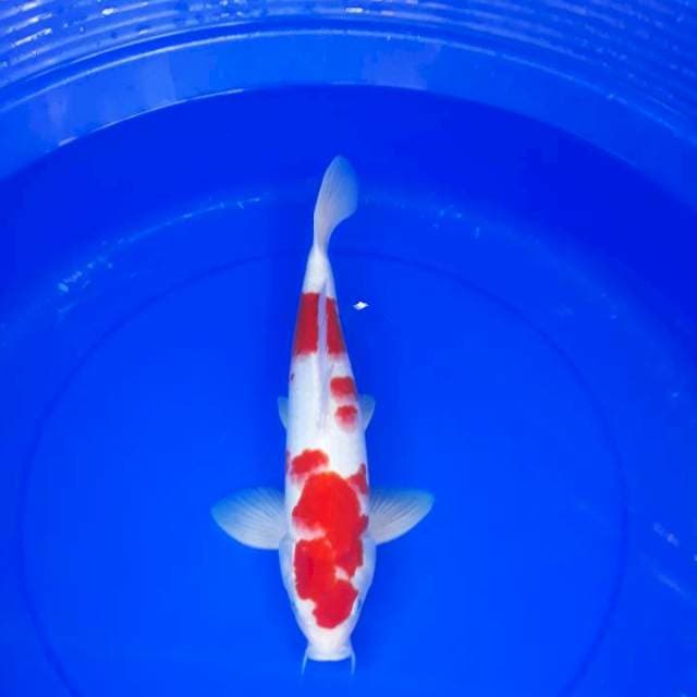 Kohaku male 35 cm