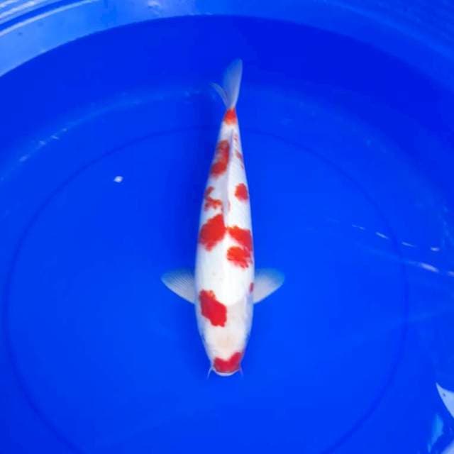 Kohaku 36 cm