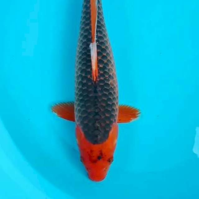 Aka matsuba 45cm