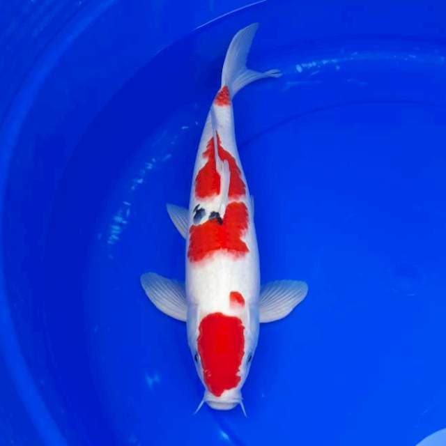 Sanke 38 cm