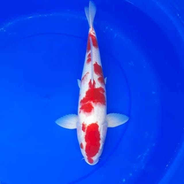 Kohaku 40 cm