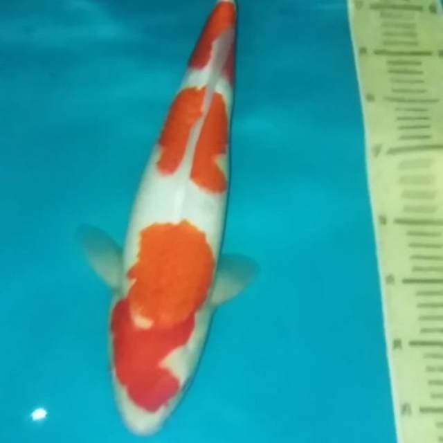 F1 kohaku female 41cm good skin