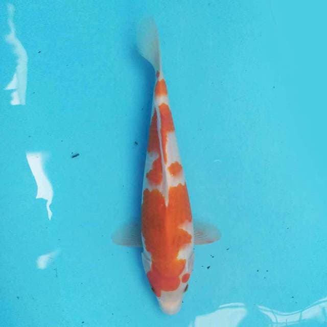 Kohaku 30cm
