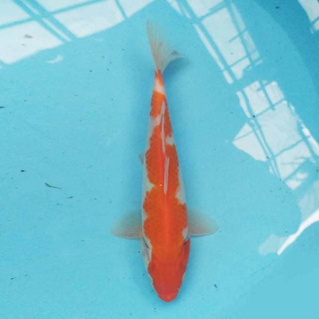 Kohaku 24cm male