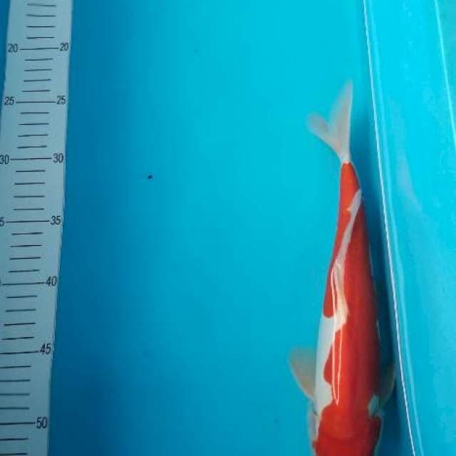 Kohaku doit 29cm