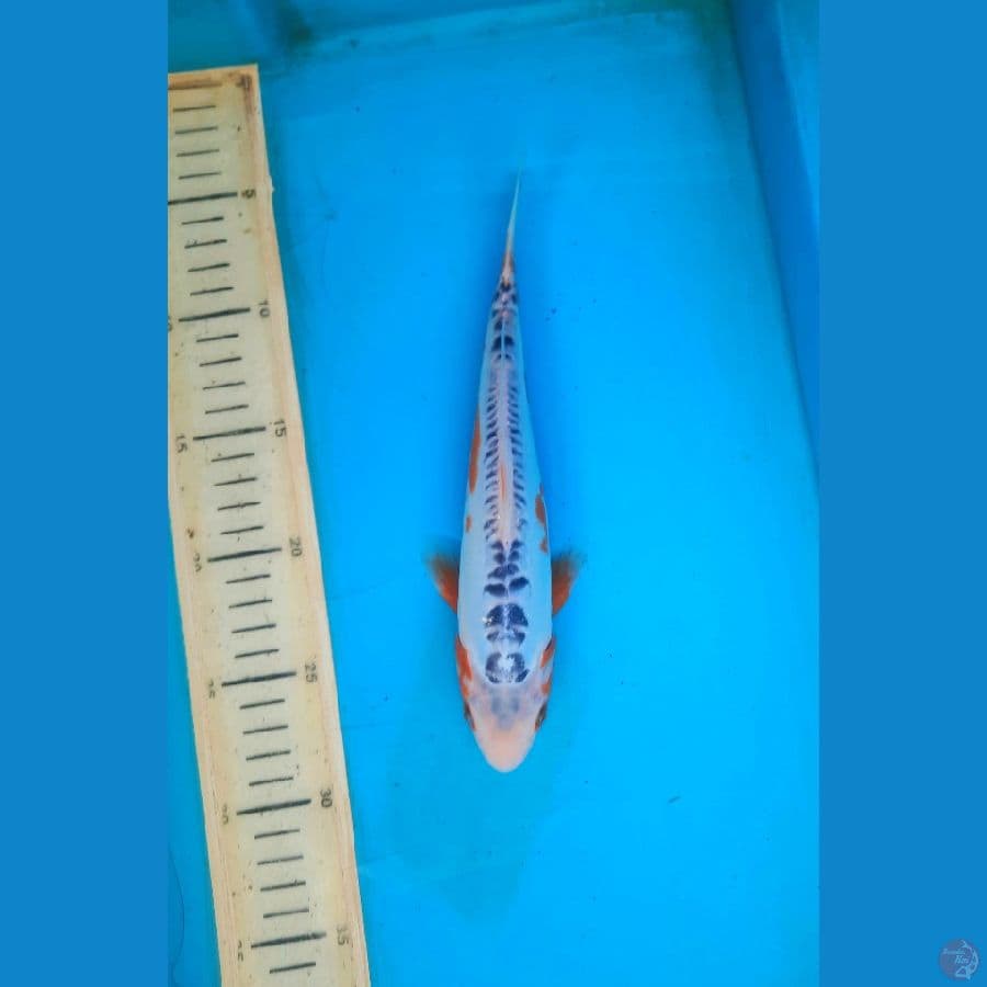 shusui 24cm